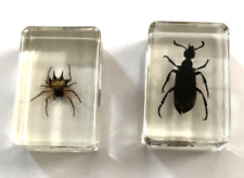 taxidermy bugs for sale  Belfast