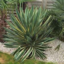 gloriosa yucca for sale  Redmond
