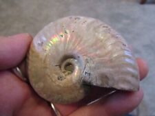 Beautiful fossil ammonite for sale  THETFORD