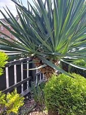 Outdoor yucca filamentosa for sale  SLOUGH