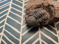 Nice reedops trilobite for sale  Ocala