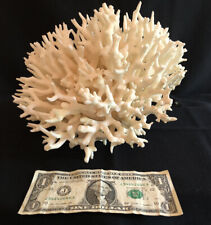 bird s nest coral for sale  Sedro Woolley