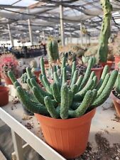Euphorbia inermis pot usato  Monterosso Almo