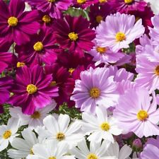 Mini plugs cosmos for sale  SPILSBY