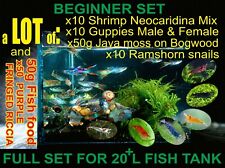 Lot guppy tropical for sale  PETERBOROUGH
