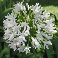 Agapanthus africanus white for sale  GAINSBOROUGH