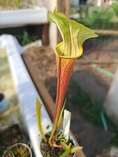Sarracenia hybrid redman for sale  Eugene