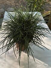 Mondo grass california for sale  Arlington