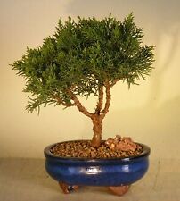 13y.o shimpaku bonsai for sale  Patchogue