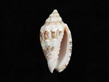 Sea shell Voluta kotorai 51.9mm ID#7330 for sale  Shipping to South Africa