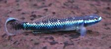 Cobalt blue goby for sale  IPSWICH