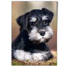 Miniature schnauzer dog for sale  SELBY