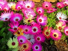 000 ice plant for sale  Poncha Springs