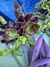 Rare collection succulents for sale  Tujunga