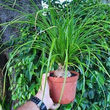 Beaucarnea recurvata boule d'occasion  Nice-