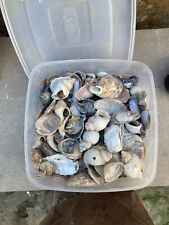 sea shells decoration for sale  WIRRAL