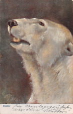 Polar bear eisbar for sale  CROWBOROUGH
