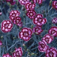 Dianthus plug plants for sale  LONDON