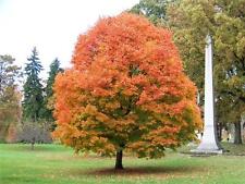 Sugar maple tree for sale  Mcminnville