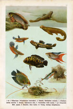Usado, Antiguo estampado de pescado-GOURAMI-GIGANTE BETTA-CHANCHITO-Litografía-1906 segunda mano  Embacar hacia Argentina