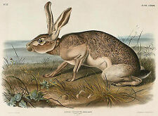 Texian hare lepus gebraucht kaufen  Grabenstätt