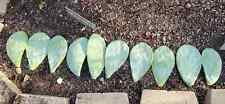 Lbs cuttings prickly for sale  Davis