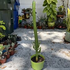Tall euphorbia trigona for sale  Clearwater