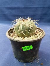 Gymnocalycium spegazzinii  1803p for sale  Shipping to South Africa