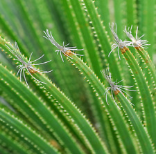 Dasylirion acrotrichum usato  Napoli