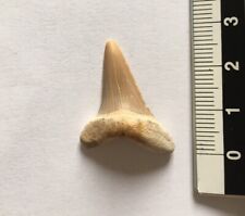 Dente squalo fossile usato  Pavia