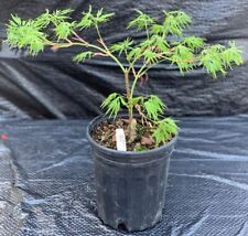 Acer palmatum sekimori for sale  Mount Pleasant