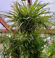 Spider plant bare for sale  WELLING