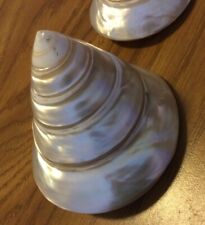 White pearl trochus for sale  Dallas