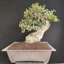 Pre bonsai esemplare usato  San Pancrazio Salentino