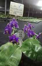 small orchid small for sale  Fullerton