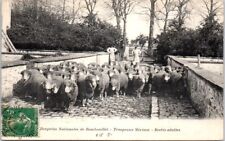 Rambouillet bergerie troupeau d'occasion  France