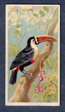 TOCO TUCAN 1889 N5 Allen & Ginter Birds Of The Tropics comprar usado  Enviando para Brazil