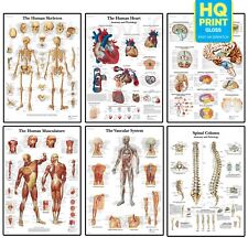 Human anatomy medical for sale  LONDON