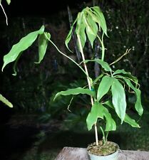 Anthurium clavigerum plant for sale  Hollywood