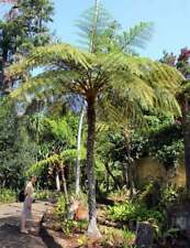 Cyathea cooperi exotic for sale  Shipping to United Kingdom