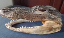 Preserved alligator head for sale  Greensburg