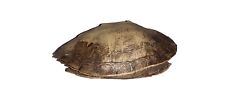 Real turtle shell for sale  West Monroe