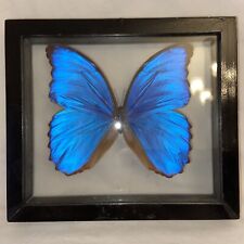 Framed blue morpho for sale  Merrill