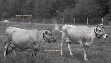 1900s farming cattle for sale  Warren