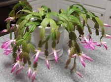 Fresh cuttings pink for sale  Lecanto