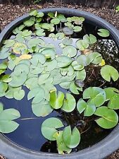 Water lily live for sale  Flower Mound