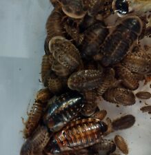 Dubia roaches mixed for sale  Linn