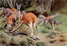 Red kangaroos.....antique lith d'occasion  Saint-Cyprien