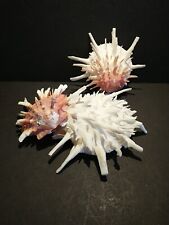 Used, Spondylus Shell Set 3  Half 1242cl for sale  Shipping to South Africa