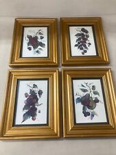4 framed fruit prints for sale  Pearl